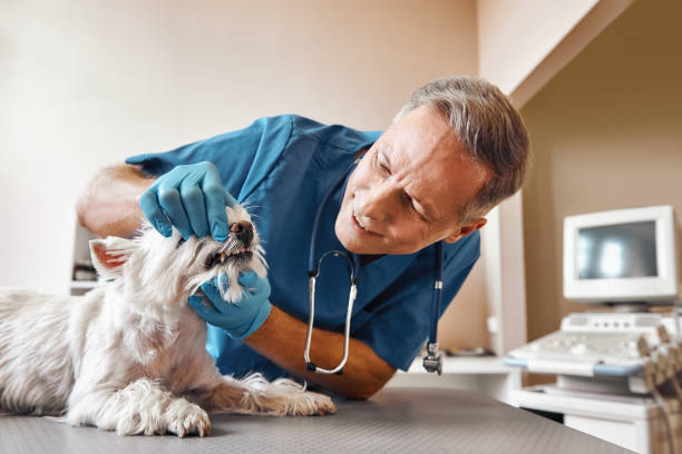 Best Emergency Tooth Extraction in Shil, OH